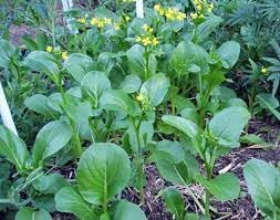 Yu Choy Chinese Cabbage Seeds for Planting heirloom & Non-GMO Seeds